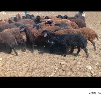 بره ماده اصیل نژاد افشار