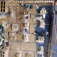 دورگ و پلاکی|پرنده|اهواز, امانیه|دیوار