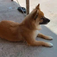سگ خانگی