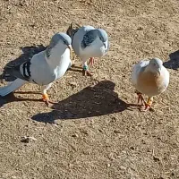 کبوتر بدرنگ روشن