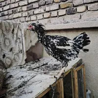 مرغ محلی درشت