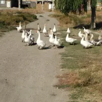 تخم نطفه دار قوغار