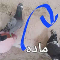 تعدادی کبوترو بوقلمون|پرنده|میانه, |دیوار