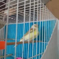 قناری جوفت رویی توخم|پرنده|مشهد, رباط طرق|دیوار