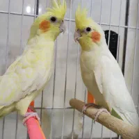 عروس هلندی