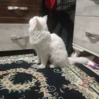 گربه خارجی
