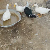 سه عدداردک