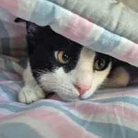 واگذاری گربه DSH تاکسیدو ۸ ماهه