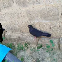 کبوتر|پرنده|امیدیه, |دیوار