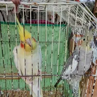 طوطی عروس لوتینو سالم|پرنده|رشت, حومه رشت|دیوار