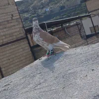 چپ زرد . سرخ . گراف . کفتر بوم