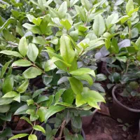 گل یاس|گل و گیاه طبیعی|رحیم‌آباد, |دیوار