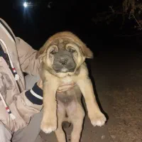 معاوضه با بچه گربه اسکاتیش