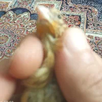 سهر قناری 40 روز شاه تخم|پرنده|تهران, جوادیه تهرانپارس|دیوار