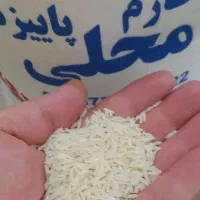 برنج طارم محلی فریدونکنار کالابرگ اصفهان کارت آزاد