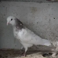 فروش فوری کبوترفیت|پرنده|سامان, |دیوار