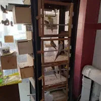 ۸ عدد عروس هلندی  با بوفه