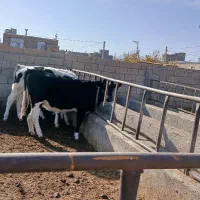 تلیسه گوساله ماده فروش فوری