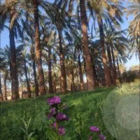 یک قطعه زمین با کاربری باغ با دستور پروانه|فروش زمین و ملک کلنگی|بم, |دیوار