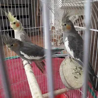 فروش عروس هلندی ۳ ماهه