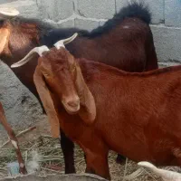 بزوپازن اوسن وبرخورده