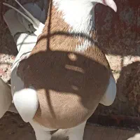 کفتر|پرنده|شهریار, اصیل آباد|دیوار