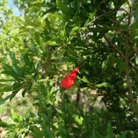 باغچه چهار دیواری فوری فروش در بهترین کوچه خدایار