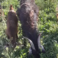 بز کهره دار جوان