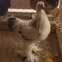 مرغ وخروس برهما|حیوانات مزرعه|بومهن, |دیوار