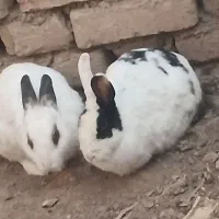 خرگوش|موش و خرگوش|بشاریات, |دیوار