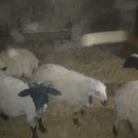 پنج عدد بره