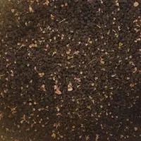 بذر پیاز  قرمز