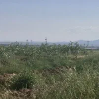 ۹۶۰عدد درخت پسته ۱۴ ساله قیمت ۱۸۰۰