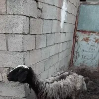 گوسفند ماده با بزغاله نژاد دار