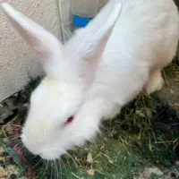 خرگوش|موش و خرگوش|پردیس, فاز ۲|دیوار