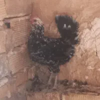 مرغ و خروس گلین|حیوانات مزرعه|تهران, هفده شهریور|دیوار