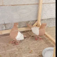 دو جفت کفتر سینه زردوزاغ آبادانی کاکولی