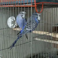 مرغ عشق انگلیسی