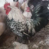 مرغ وخروس زینتی