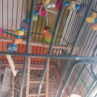 طوطی برزیلی نر