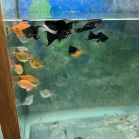 ماهی کالر کپی و مولی|ماهی|سراب, |دیوار