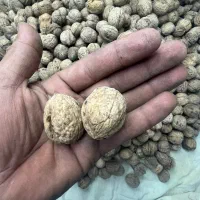 گردو امساله