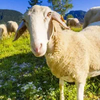 خریدار بره ماده