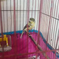 قناری|پرنده|قزوین, |دیوار