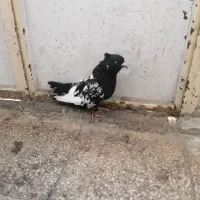 کبوتر|پرنده|شیراز, تندگویان|دیوار