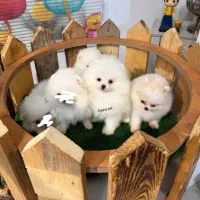 توله های ولنتاین رسید خرسی /روباهی/اصالت پامر