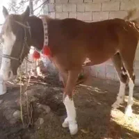 حیوانات