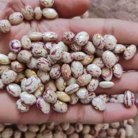 لوبیا چیتی درجه 1 امسال