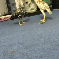 خروس جوجه|حیوانات مزرعه|قم, نوقطار|دیوار