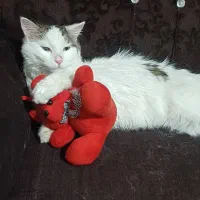 گربه پرشین سالم واکسن خورده